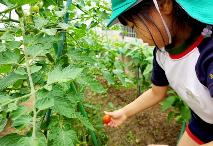 トマトを収穫する園児のイメージ